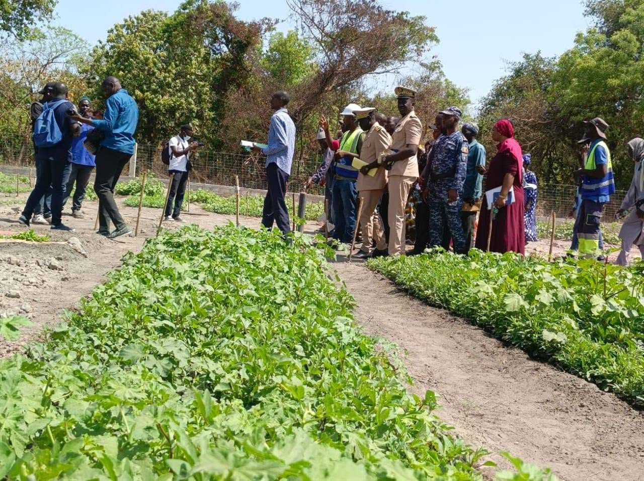 À Singhère Diola, les femmes cultivent bien plus que des légumes