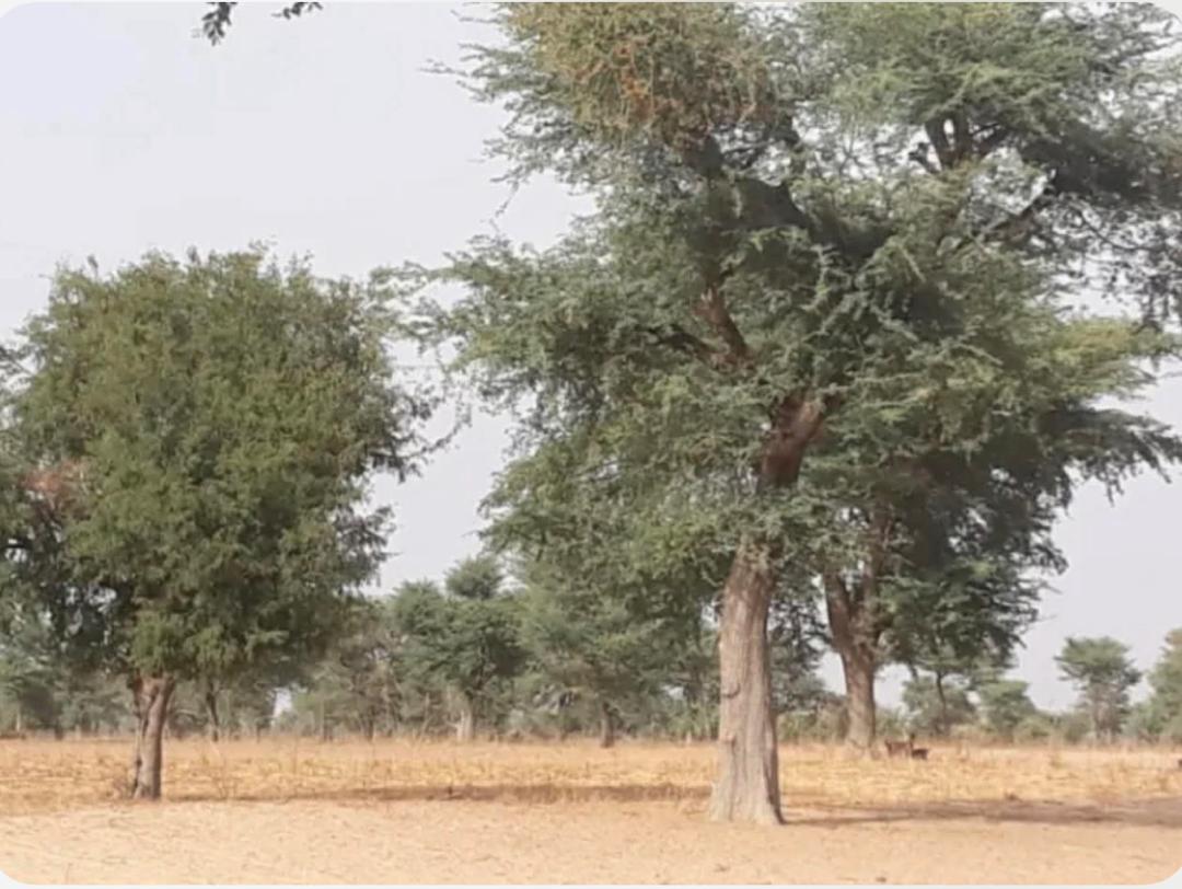 « Forêt de Mbour en péril : le cri d&rsquo;alarme d&rsquo;un amoureux des arbres »
