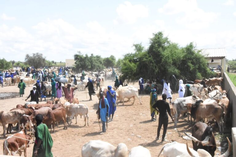Marchés à bétail au Sénégal : un retour au calme après la Tabaski 