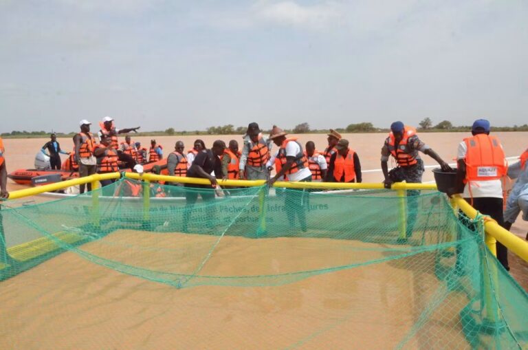 Saint-Louis : L&rsquo;aquaculture à l&rsquo;honneur avec le lancement du projet Aqua Jef et de nouvelles infrastructures