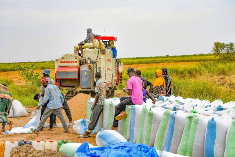 Bilan des récoltes de riz à Dagana : vers une fin de campagne sous de meilleurs augures