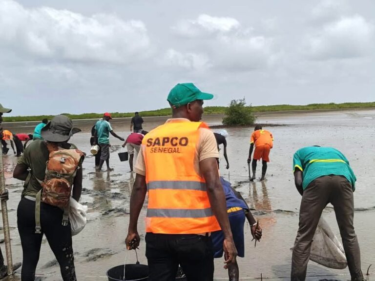 4 hectares de mangrove reboisés au cœur du Delta du Saloum