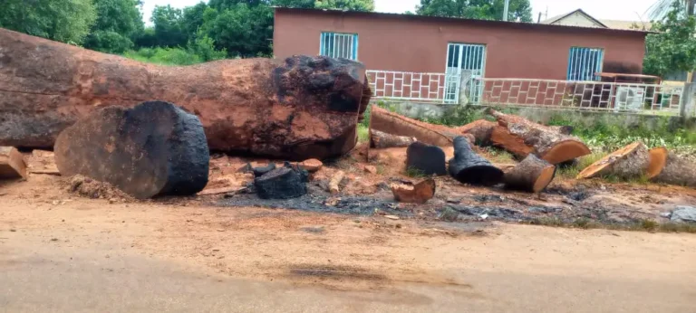 Commune de Bignona : une quarantaine d’arbres dangereux abattus