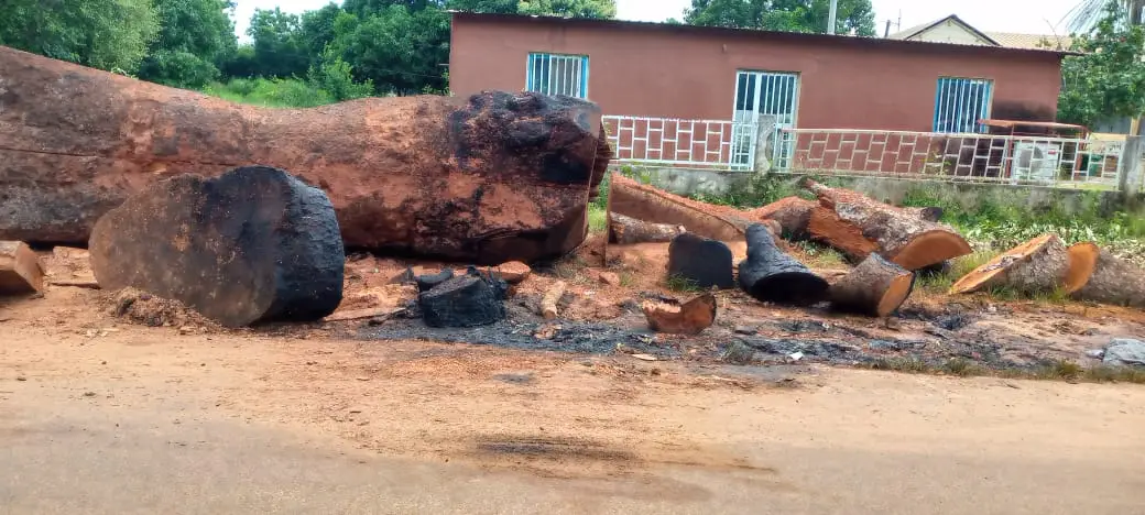 Commune de Bignona : une quarantaine d’arbres dangereux abattus